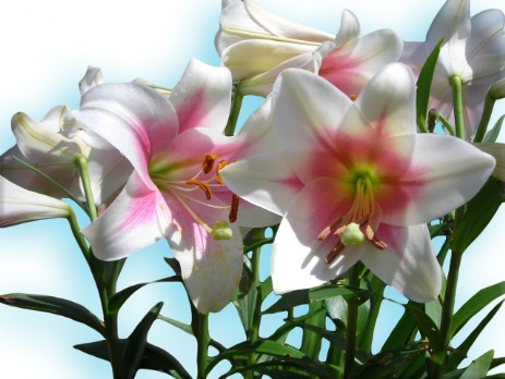 Lys de Paques bulbes printanier panier fleuri Cupidon Fleuriste